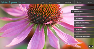 Echinacea by Andrea Jones