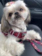 Coco the dog: white and fluffy sitting in the car