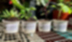 Festival of Hope Plants 1_edited_edited_edited.jpg