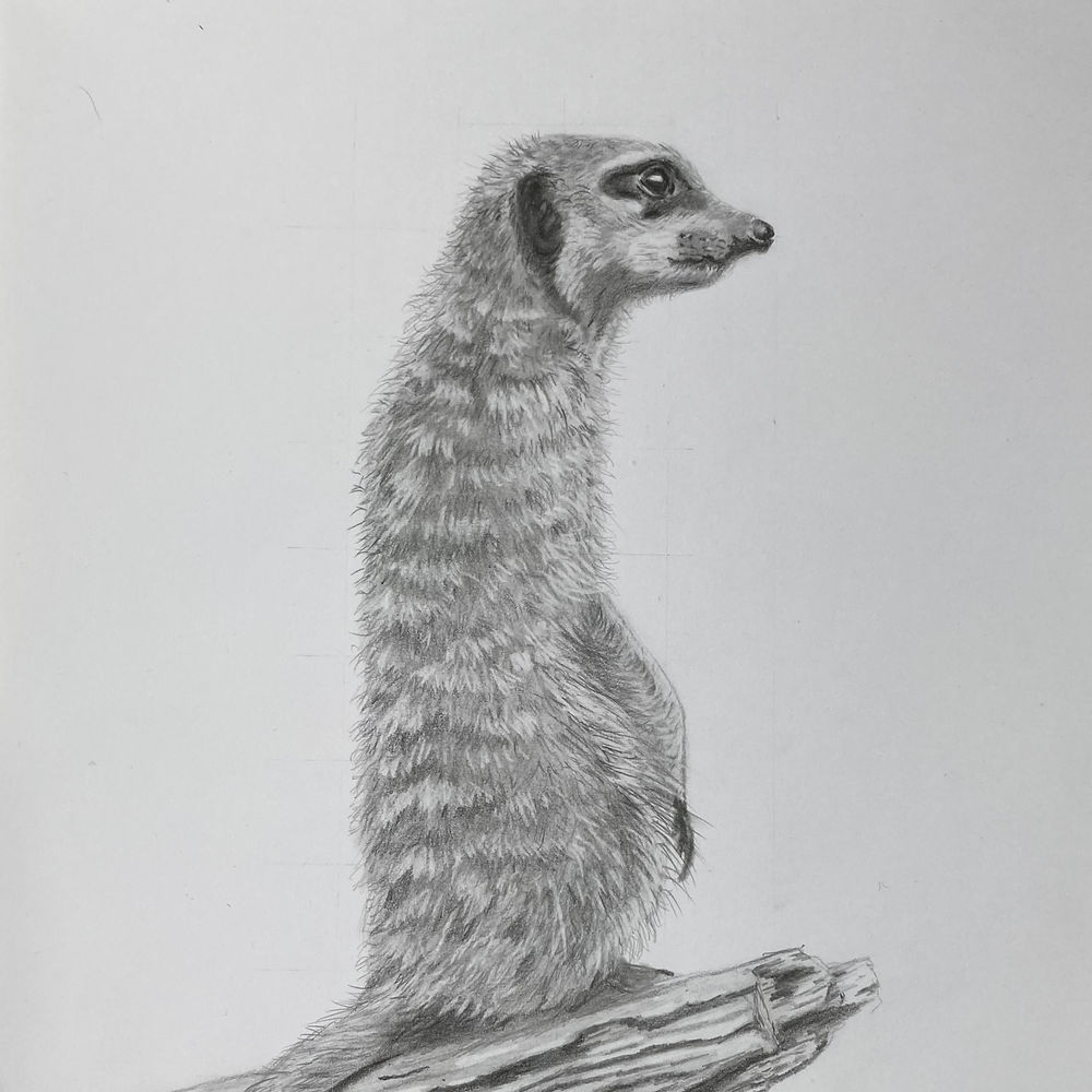 meerkat graphite drawing