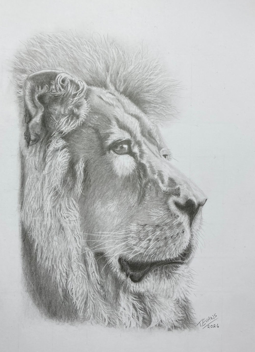 graphite drawing of lion at cotwold wildlife park