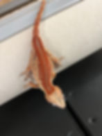 Thumbnail: Red Stripe Gargoyle - Sub Adult Male