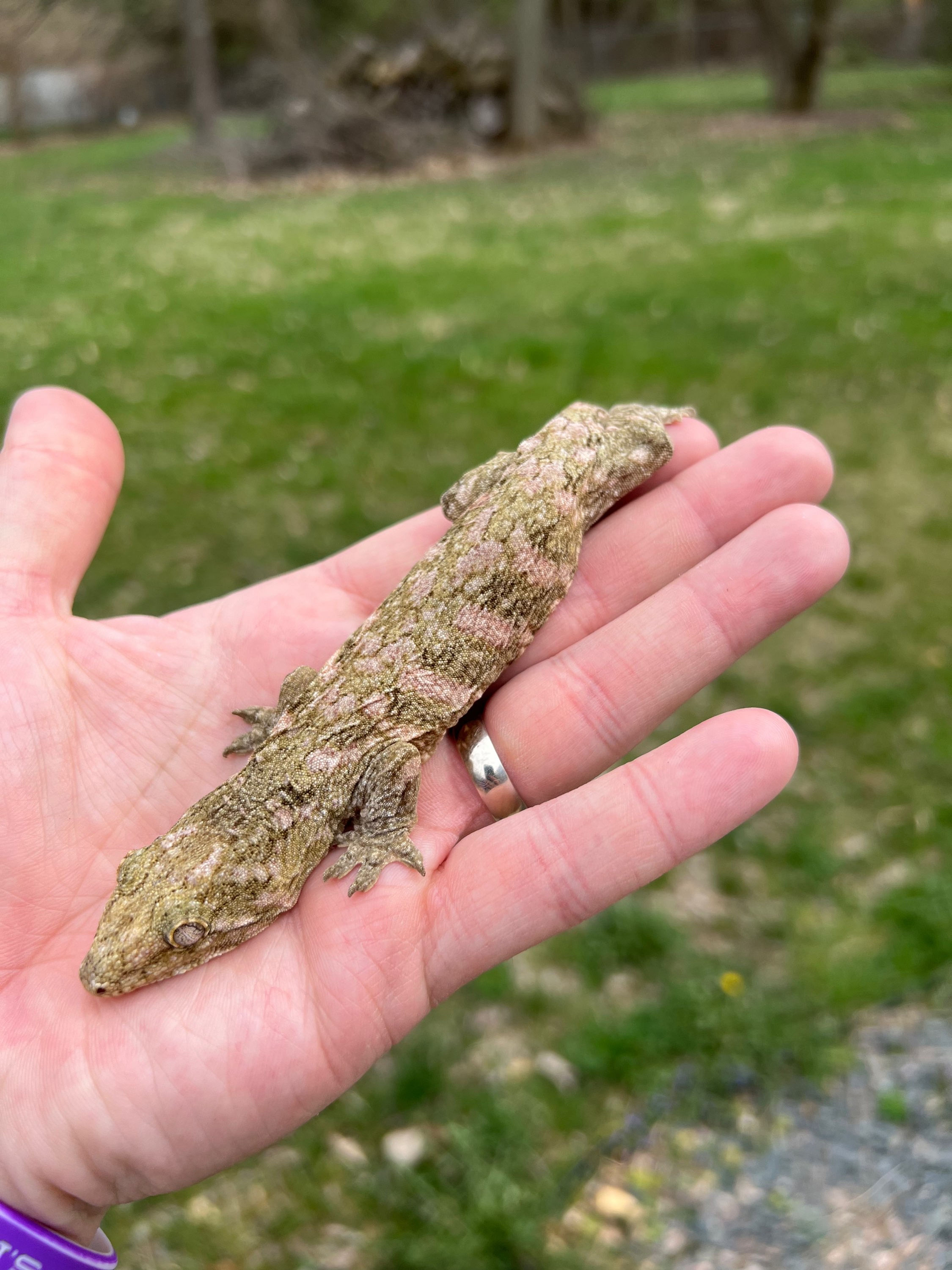High Pink Moro - Juvenile Female