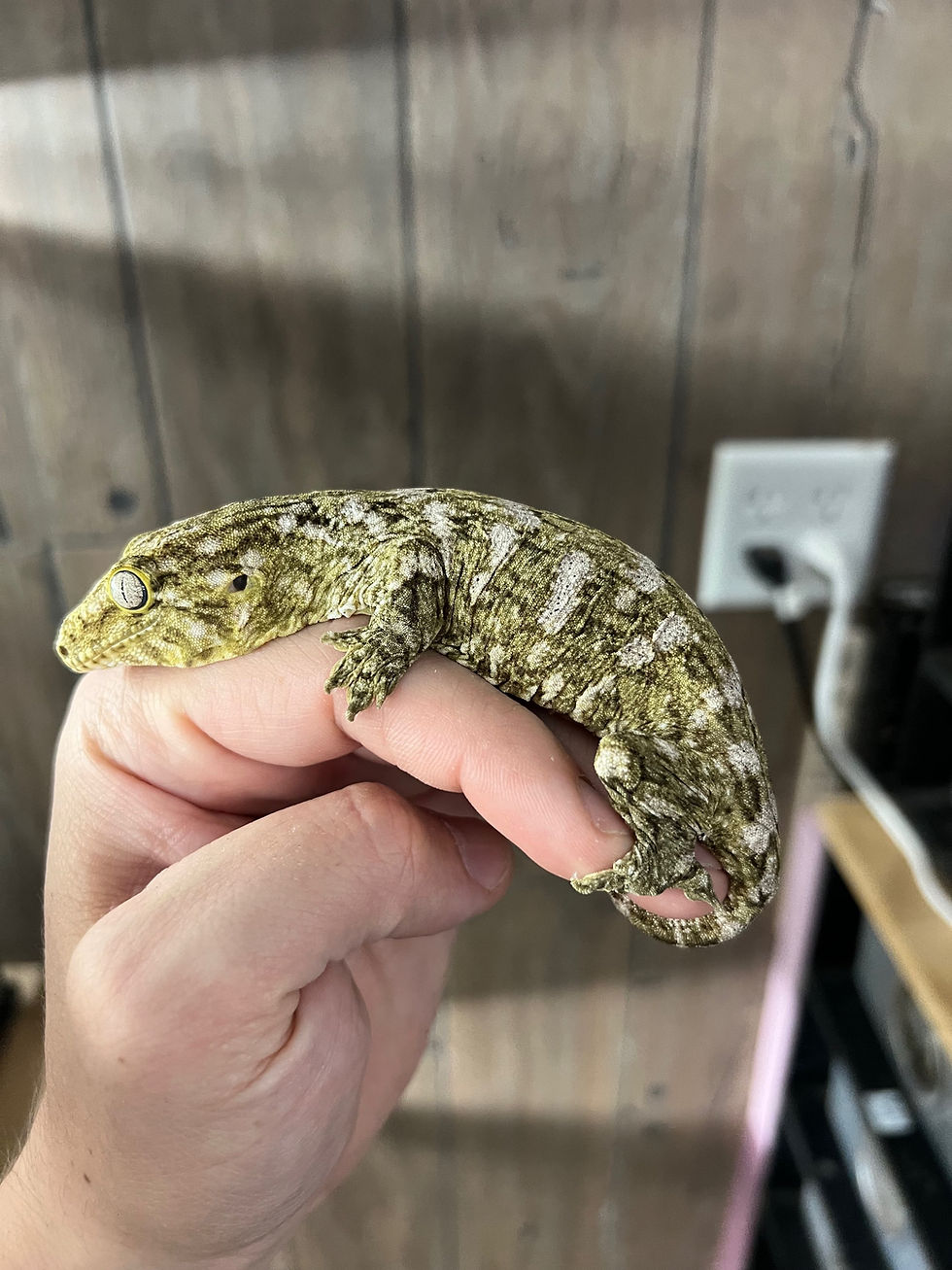 Thumbnail: High White Pine Isle - Juvenile Female