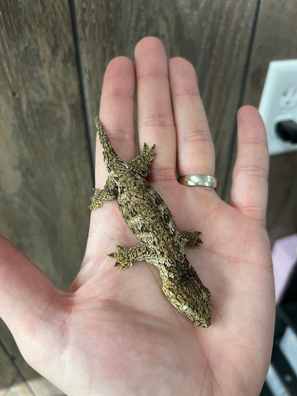 Thumbnail: Caanawa - Juvenile Female