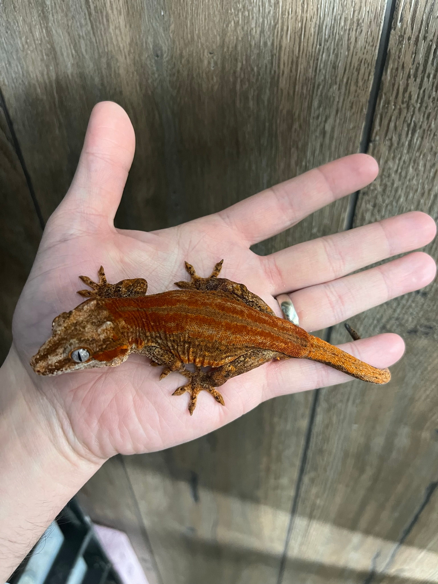 Red Stripe Gargoyle - RTB Adult Male