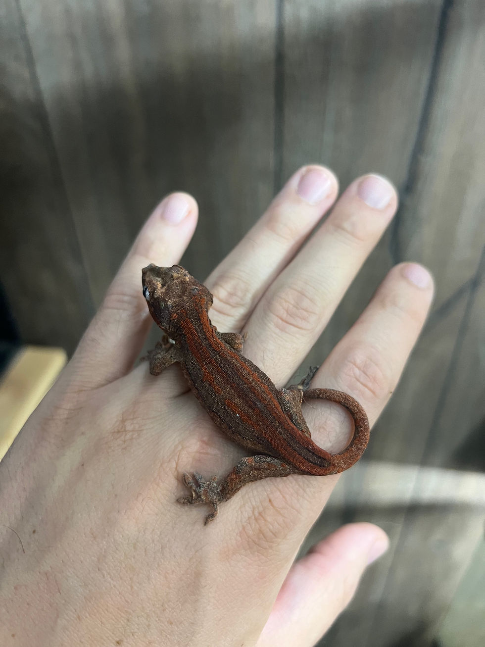 Thumbnail: Red Stripe Gargoyle - Unsexed Juvenile