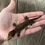 Thumbnail: Yambe X (LLDM) - Juvenile Male