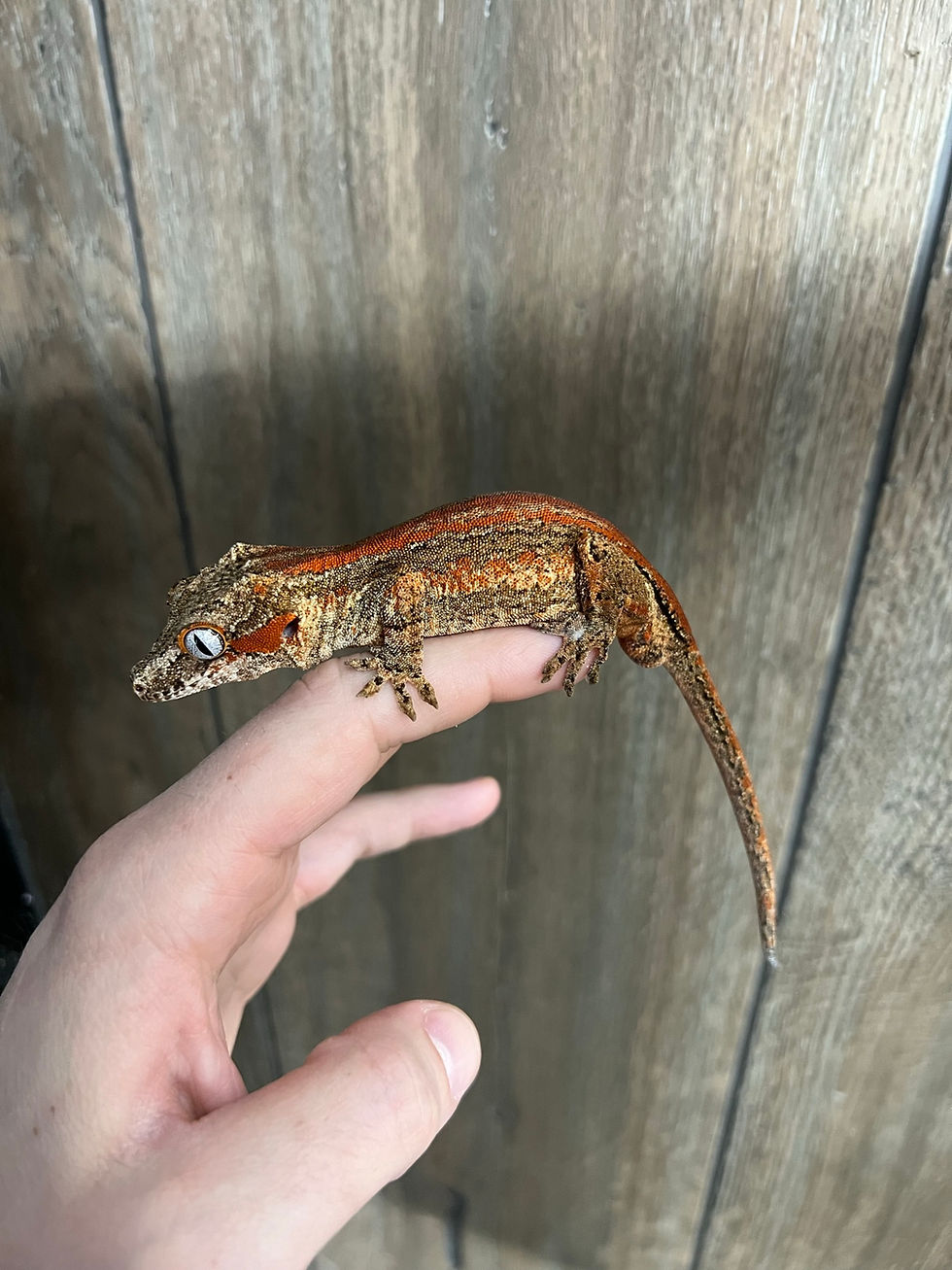 Thumbnail: Red Stripe Gargoyle - Sub Adult Male