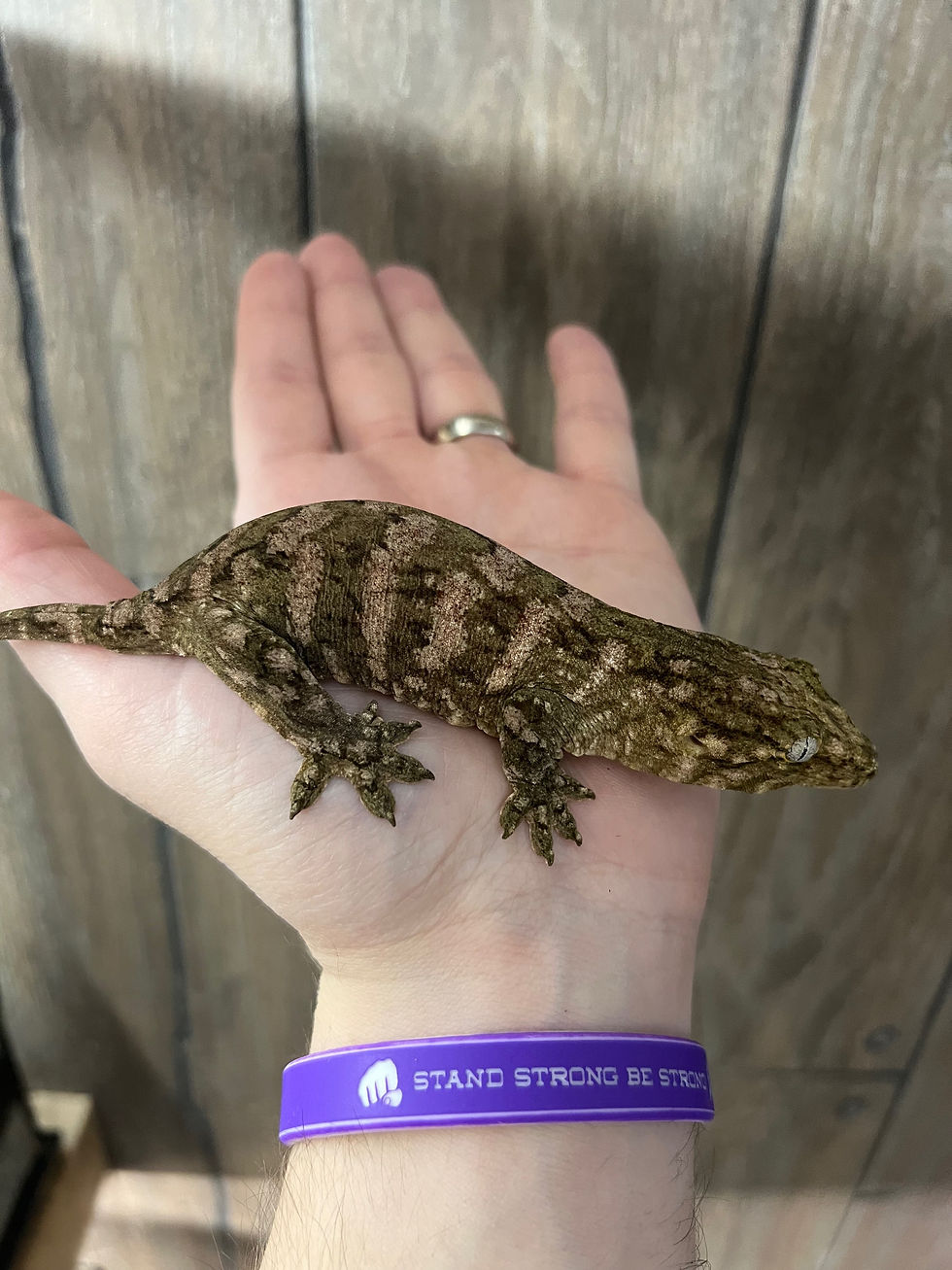 Thumbnail: High Pink Moro - Juvenile Female