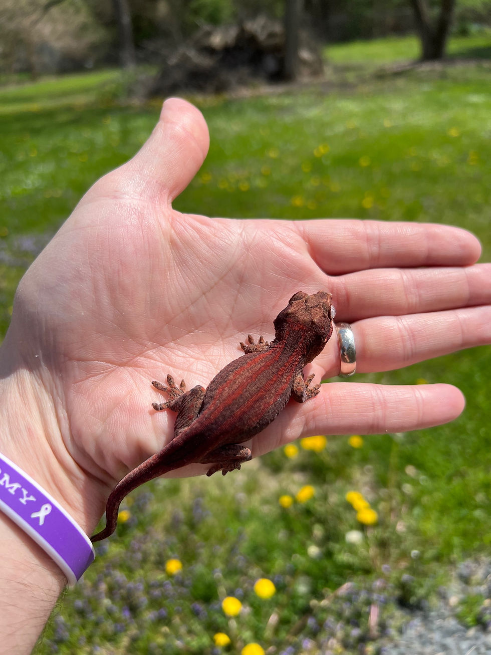 Thumbnail: Red Stripe Gargoyle - Juvenile Female