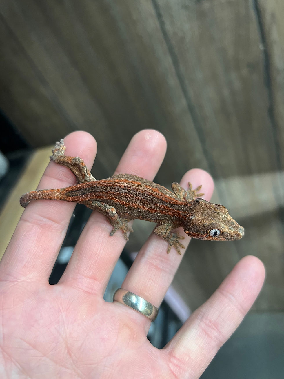 Thumbnail: Red Stripe Gargoyle - Unsexed Juvenile