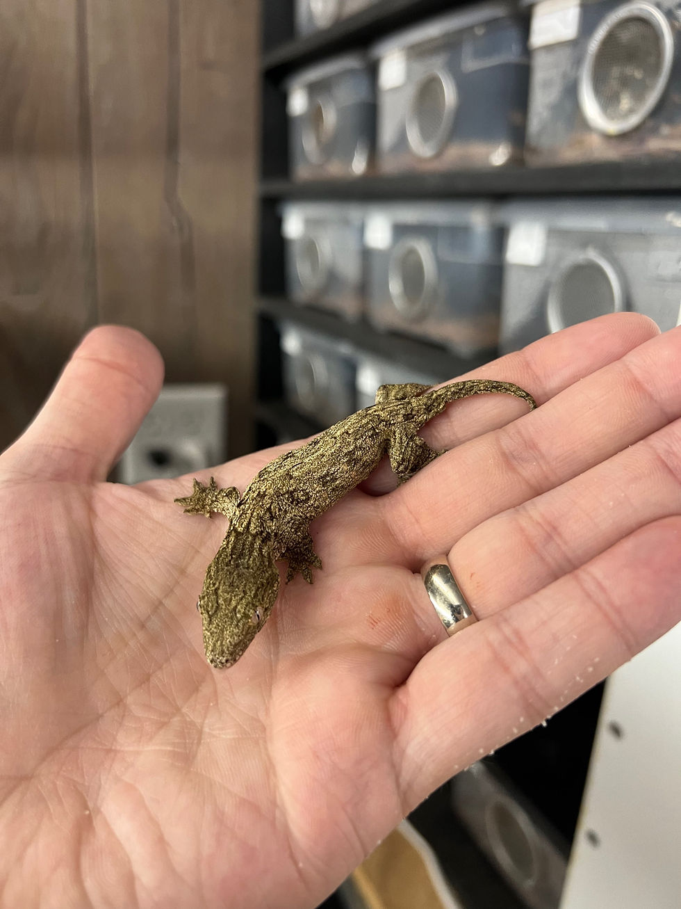 Thumbnail: GTB - Unsexed Juvenile Incubated for Male