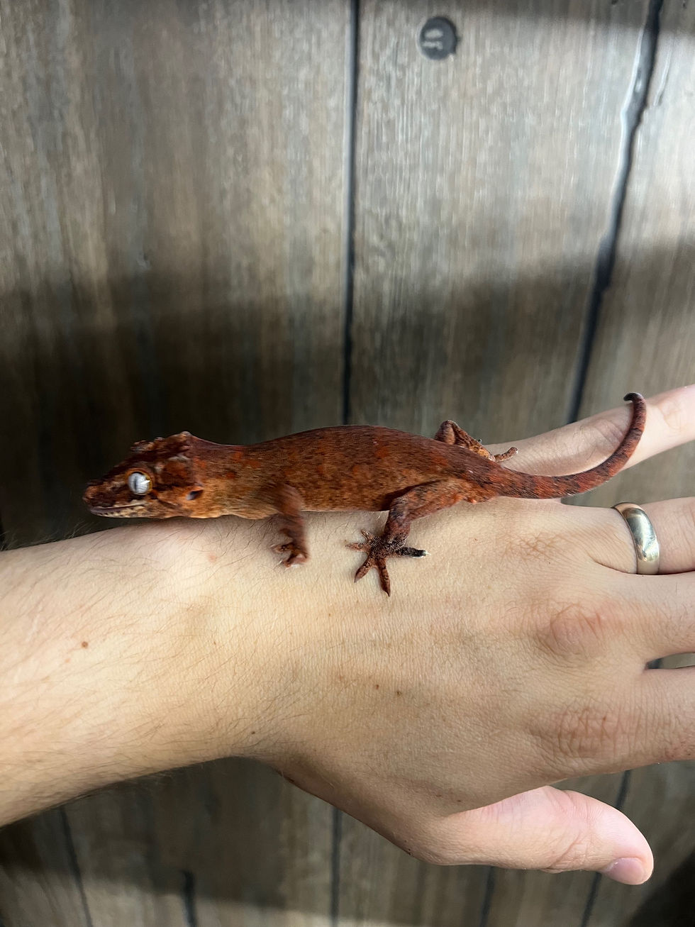 Thumbnail: Red Blotch Gargoyle - Juvenile Male