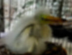 pelicanbaby
