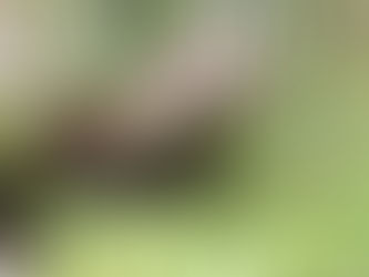 Otter Creature Safe Place