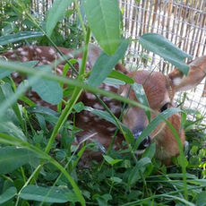 How You Can Support Wildlife Rescue Missions