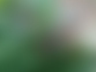 How You Can Support Wildlife Rescue Missions