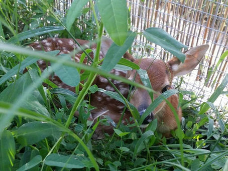 How You Can Support Wildlife Rescue Missions