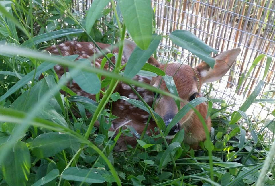 How You Can Support Wildlife Rescue Missions