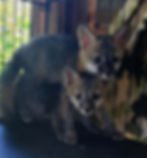 2 fox