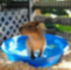 capybara