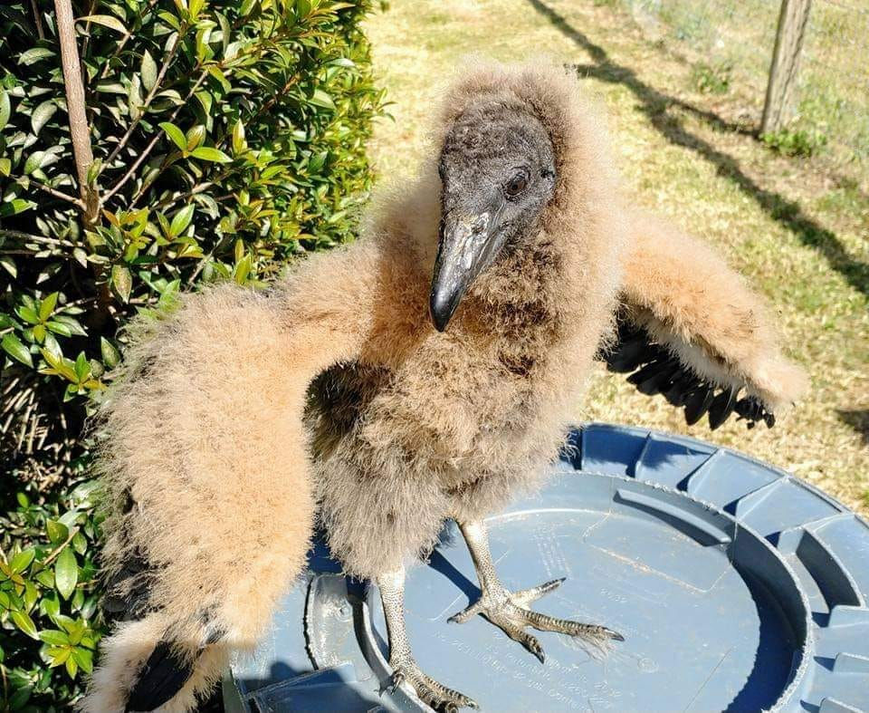 vulture
