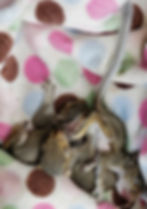 babysquirrels