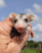 mousebaby