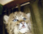 bobcatcloseup