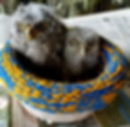 screechowl2