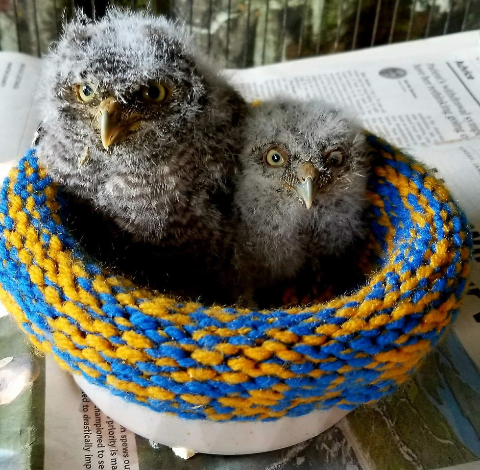 screechowl2