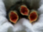 hungry baby birds