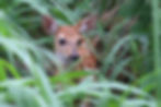 deer in natural habitat