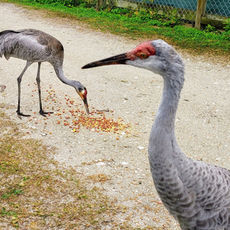 10 Amazing Facts You Didn't Know About Sandhill Cranes