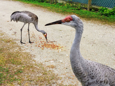 10 Amazing Facts You Didn't Know About Sandhill Cranes