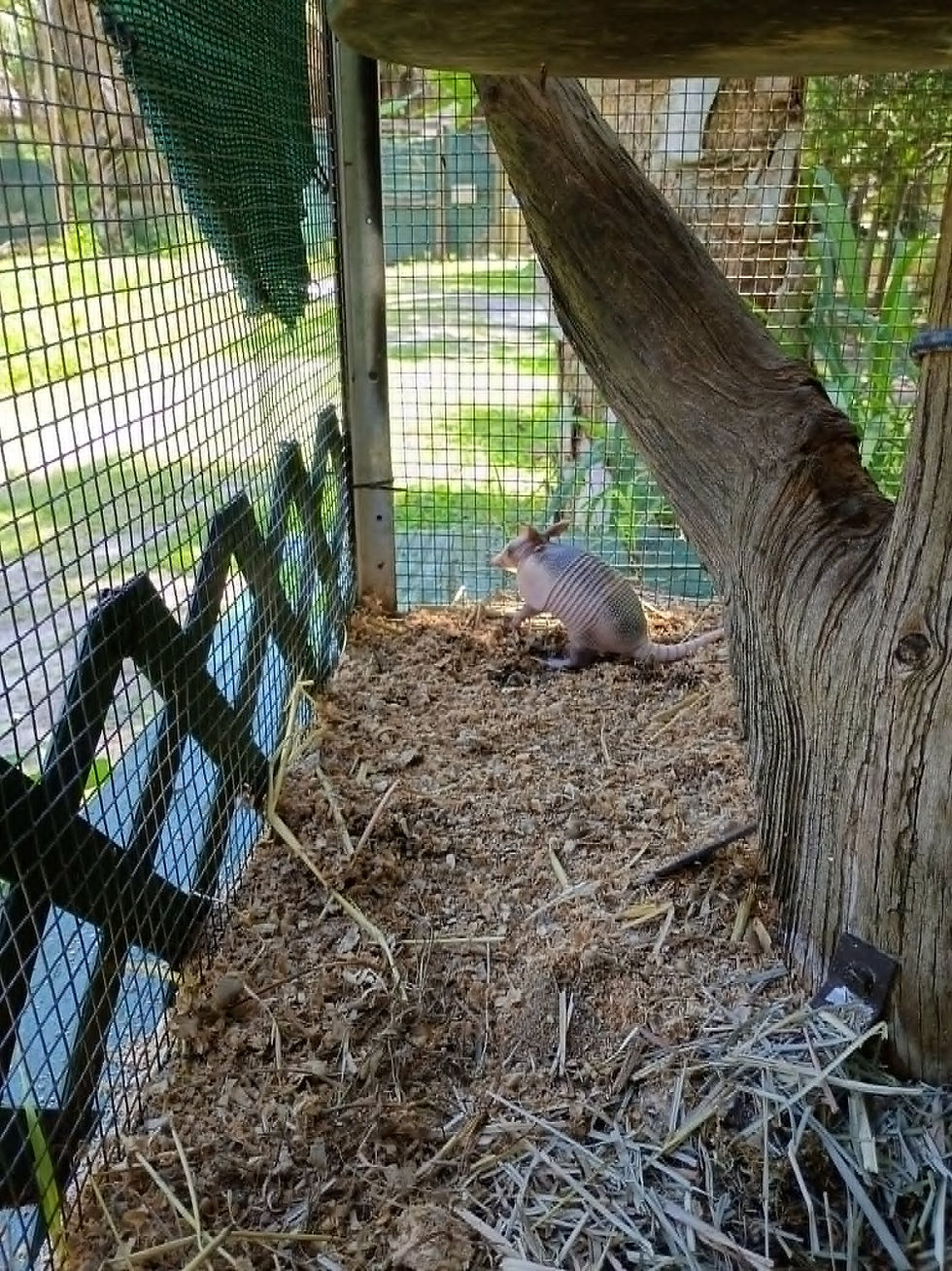 armadillohabitat