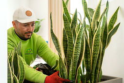 Decoración asesorÃa 9 (1 de 1)_edited.jp