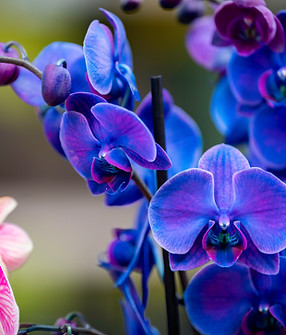 Orquideas de color 8 (1 de 1).jpg