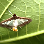 pheromone moth maxresdefault.jpg