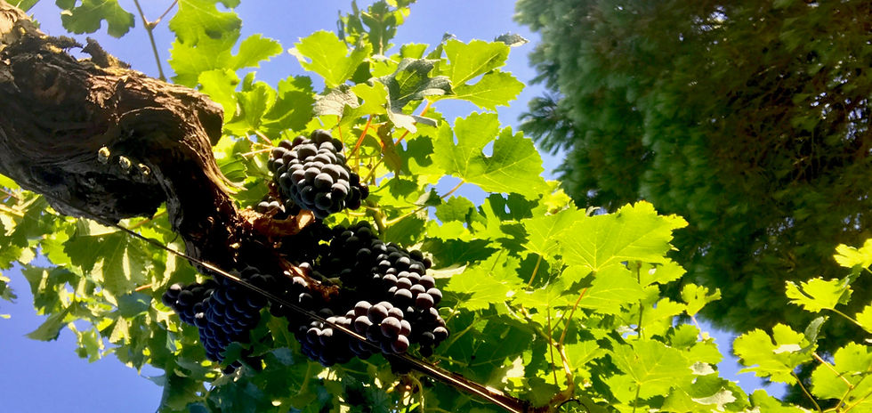 Grappes de merlot