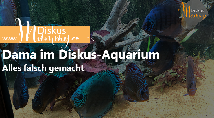 Drama im Diskus-Aquarium - Alles falsch gemacht