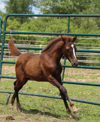 Kaseyns Blue Sapphire (2).jpg