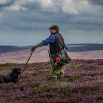 Man and black dog in purple heather field Walking Gun Photography image of Grouse shooting Hughes & Co