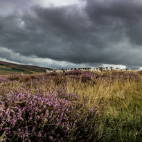 Purple heather and grass, sheep on a hill under dark clouds Walking Gun Photography image of Grouse shooting Hughes & Co