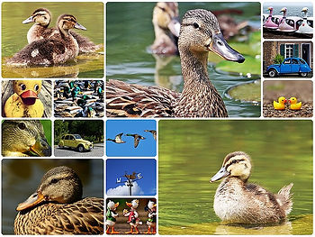 How to Create a Photo Collage In Google Docs