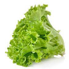 LETTUCE - LEAF