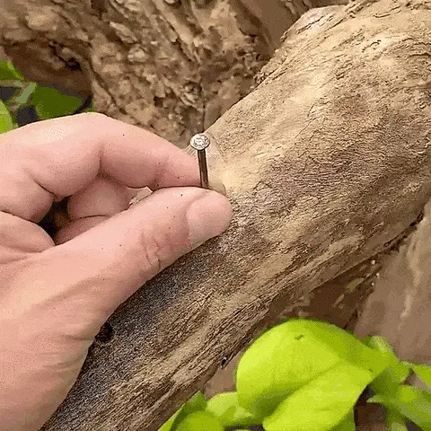 CRIATI_480x480_480x480_a0eaaefd-ca7f-464d-8e05-716d2698c2c0_480x480.gif
