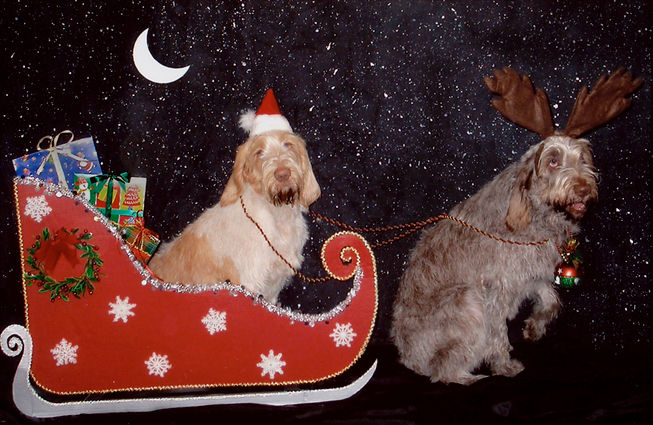 2004_TennilleRuthPhotography_Sleigh.jpg