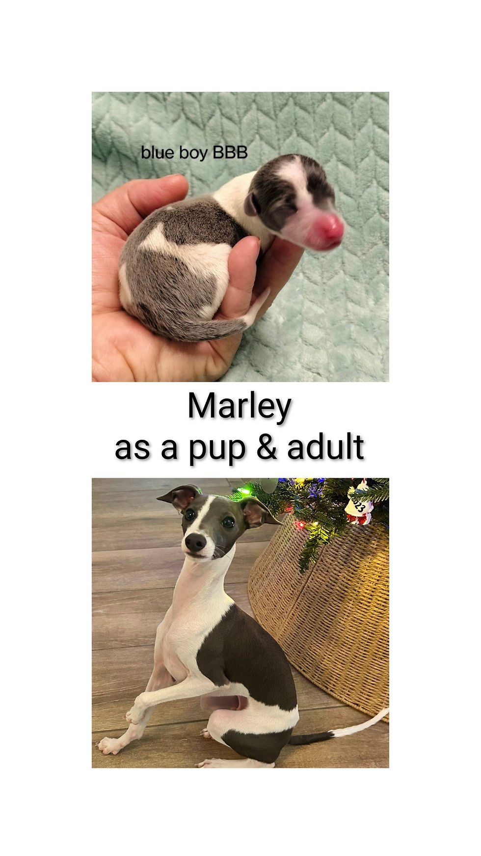 Marley before and after